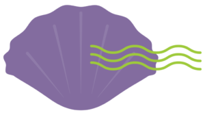 A purple shell with waves on it.