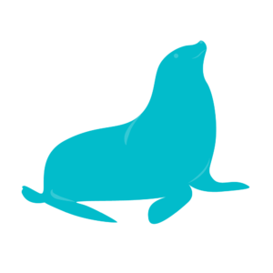 A sea lion is sitting on a white background.