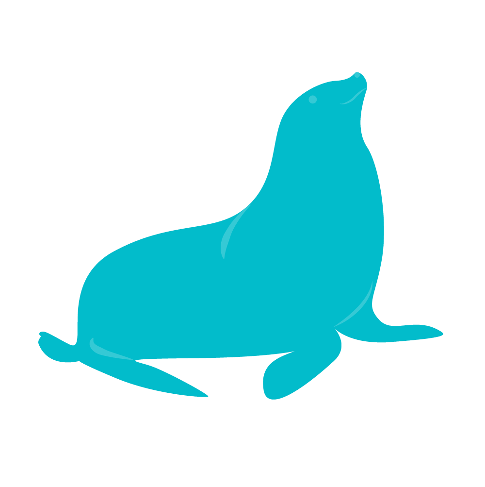 A sea lion is sitting on a white background.