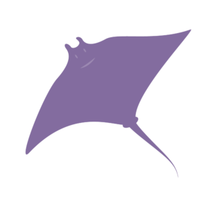 A purple stingray on a white background.